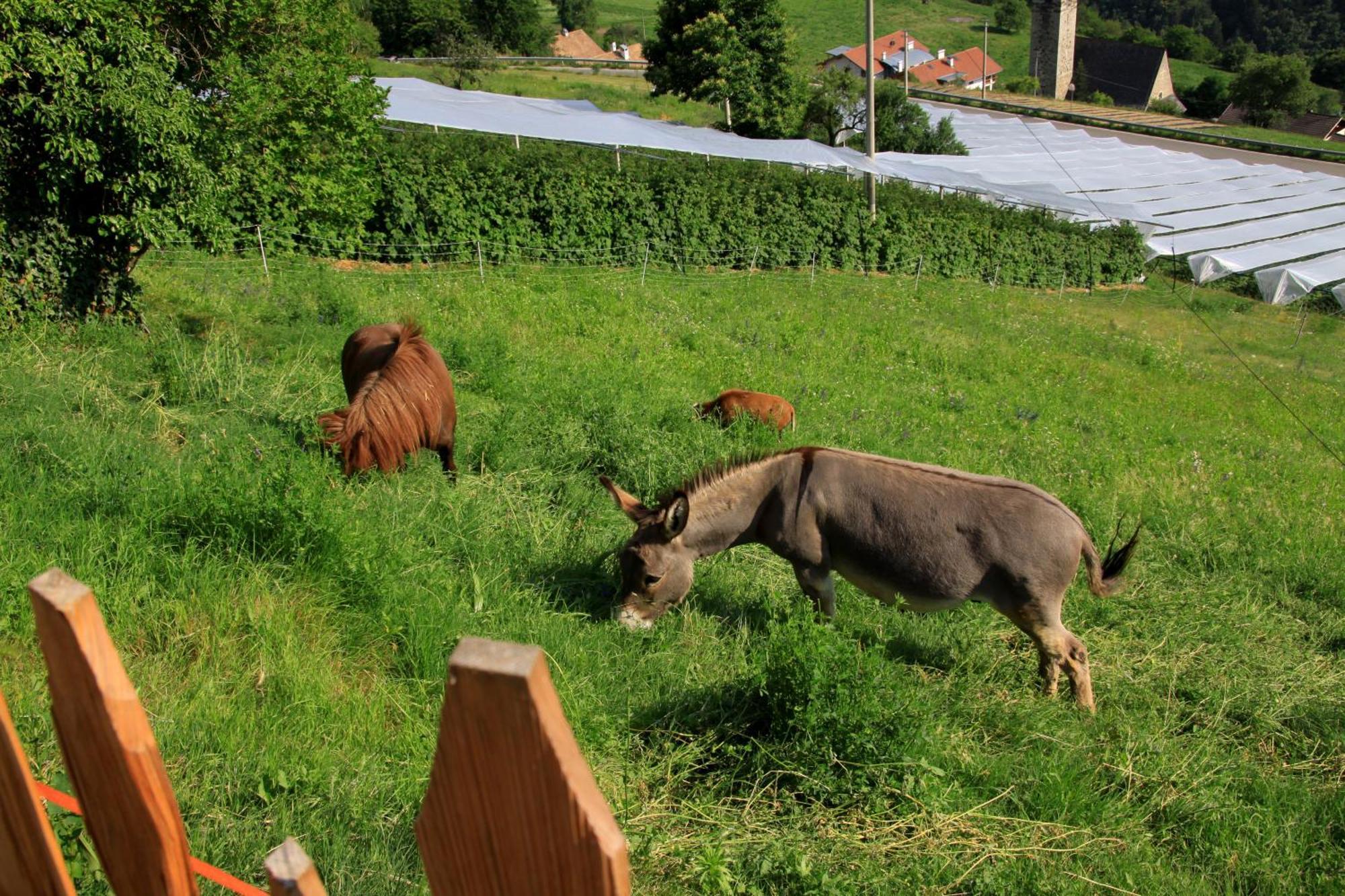 Ausservogelweiderhof Laion Exteriör bild